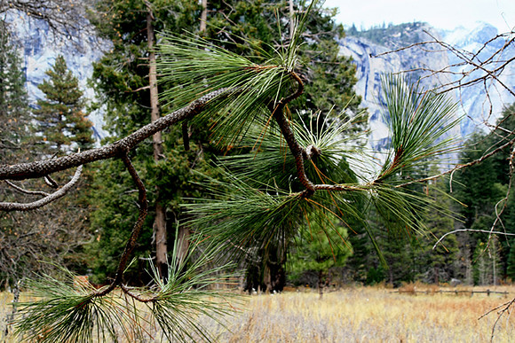 Ponderosa