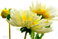 Dahlia 3 (1)