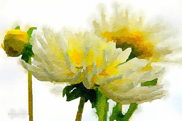 Dahlia 3 (1)
