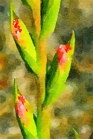 Glads