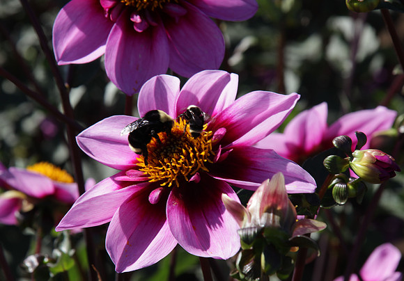 Bee Happy