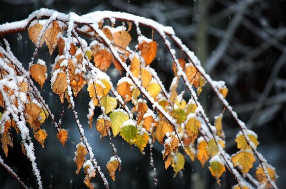 Leafy Ornaments