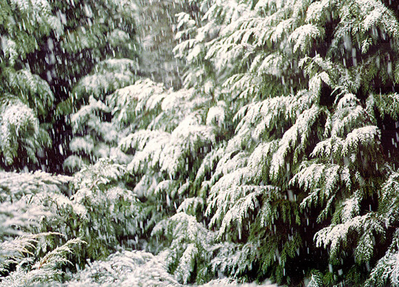 Winter Wonderland