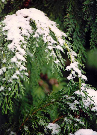 Snowy Cedar