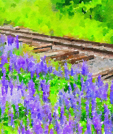 Tracks & Lupine