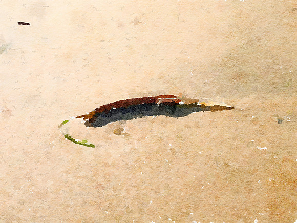 Feather in Sand