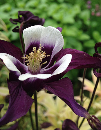 Beautiful Columbine