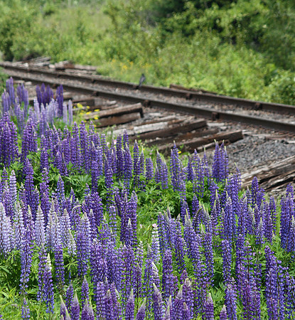 Lupine and Tracks