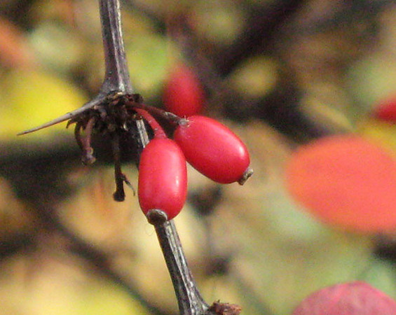 Berry Pair