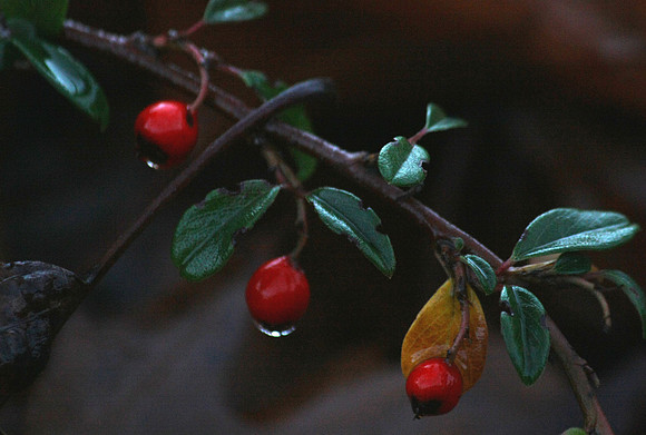 Berry Drops