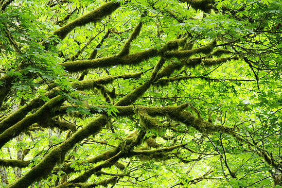 Magical Forest Green