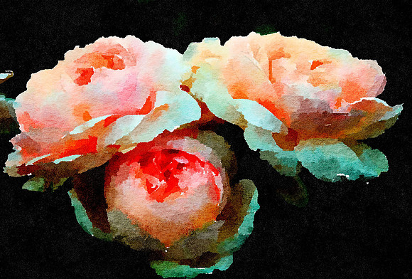 Peony 1