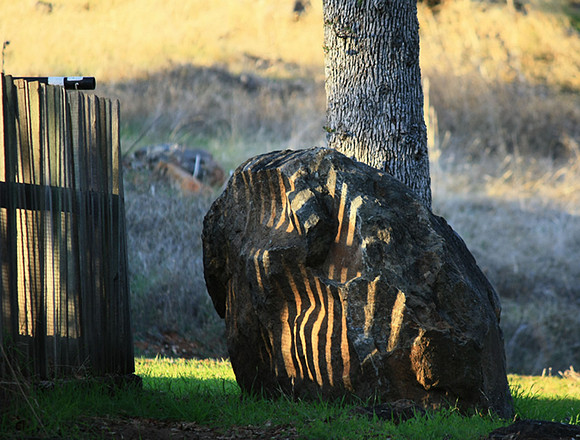 Zebra Rock