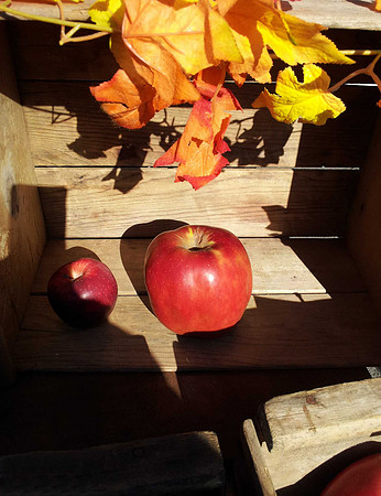 Apple in the Sun