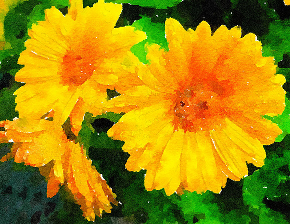 Daisies