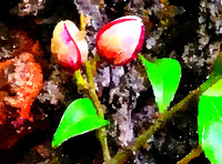 Berries  (2)
