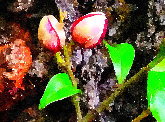 Berries  (2)