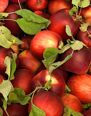 Apples in a Basket
