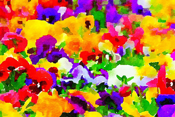Pansies
