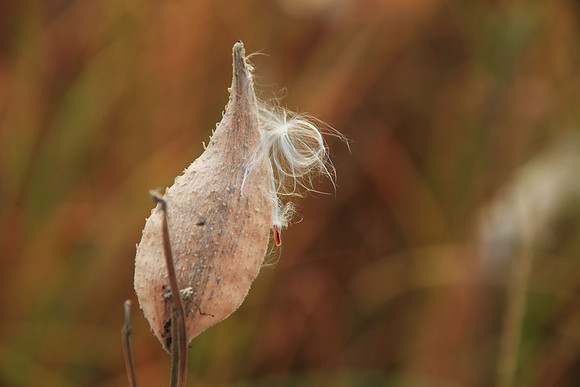 Milk Pod End
