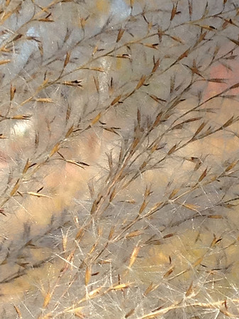 Softer in the Breeze