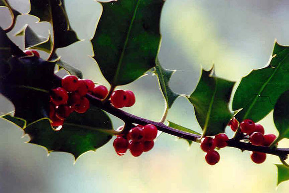 berries