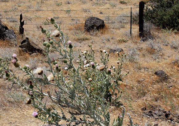 Thistle Town