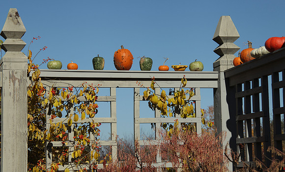 Pumpkins at the Gate