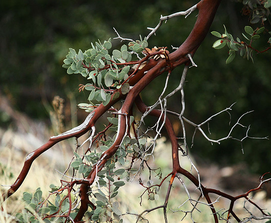 Manzanita