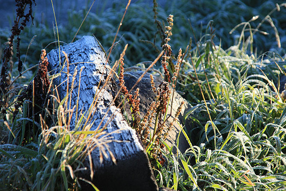 Wood Garden