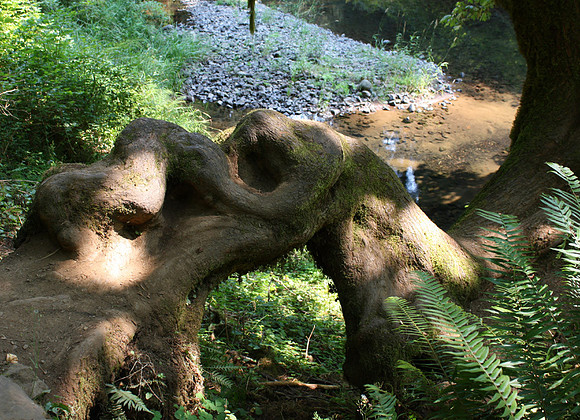 Picasso-esque Root_What Do You See