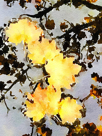 Autumn Leaves