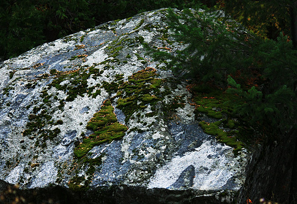 Lichen, Moss, Rock