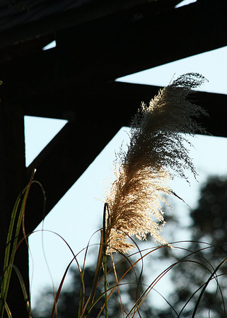 Papyrus in Breeze