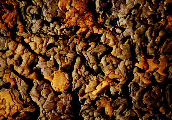 Abstract Bark