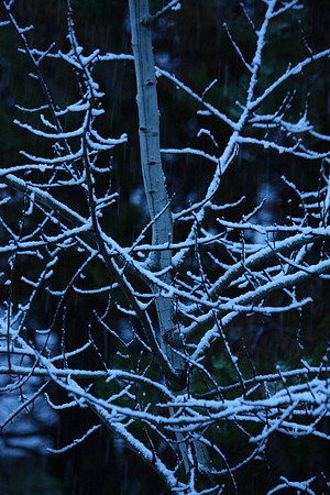Early Morning Snow