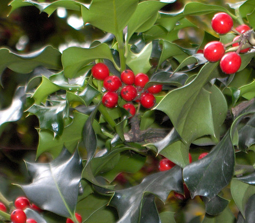 Merry Berries