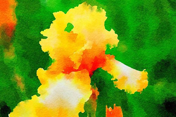 Iris