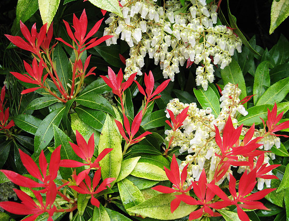 red and white