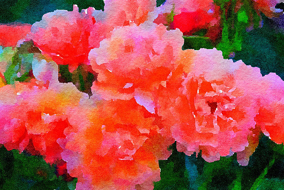 Roses