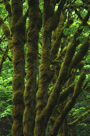 The Forest Closes Ranks