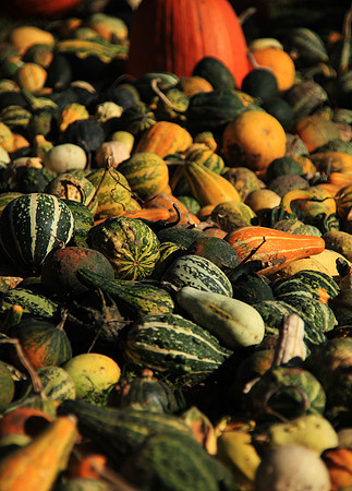 Gourds on the Run