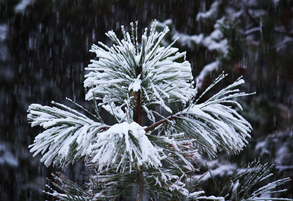 Snow Puffs