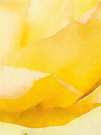 Lemon Chiffon II