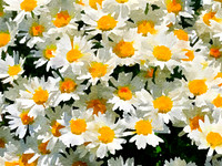 Daisies Do