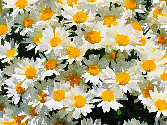 Daisies Do
