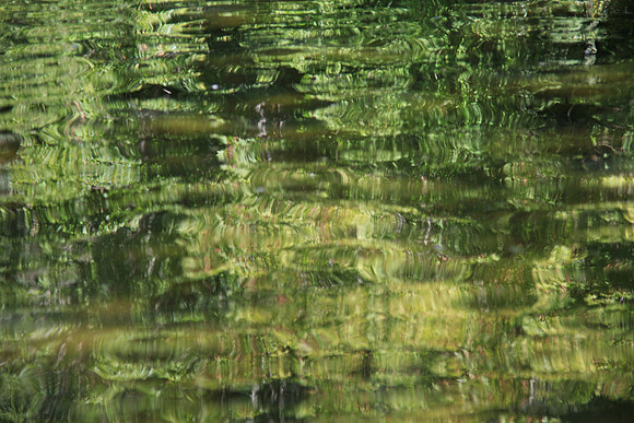 Pond Abstract