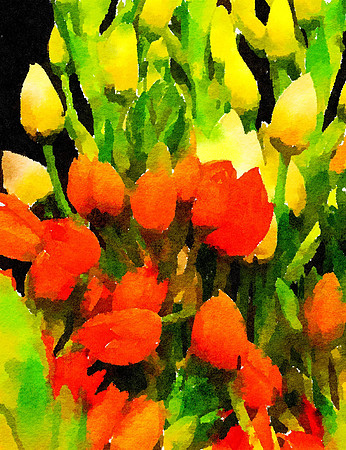 Shop Tulips