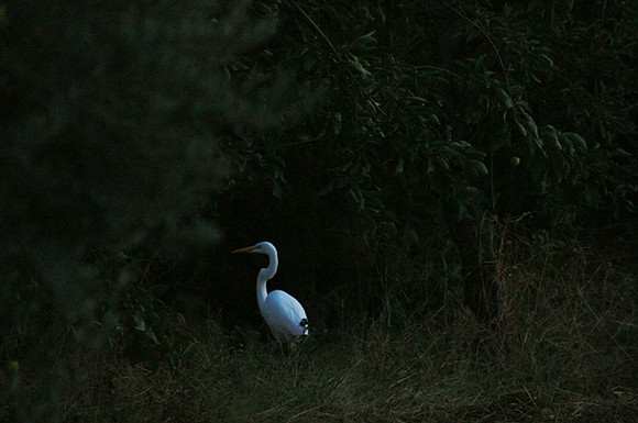 Egret in Egress