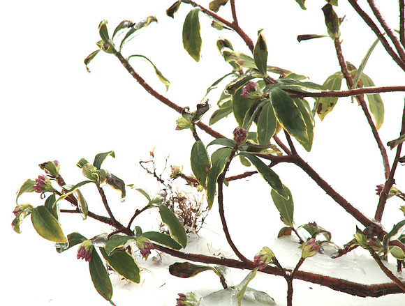 Daphne Thought it Was Spring